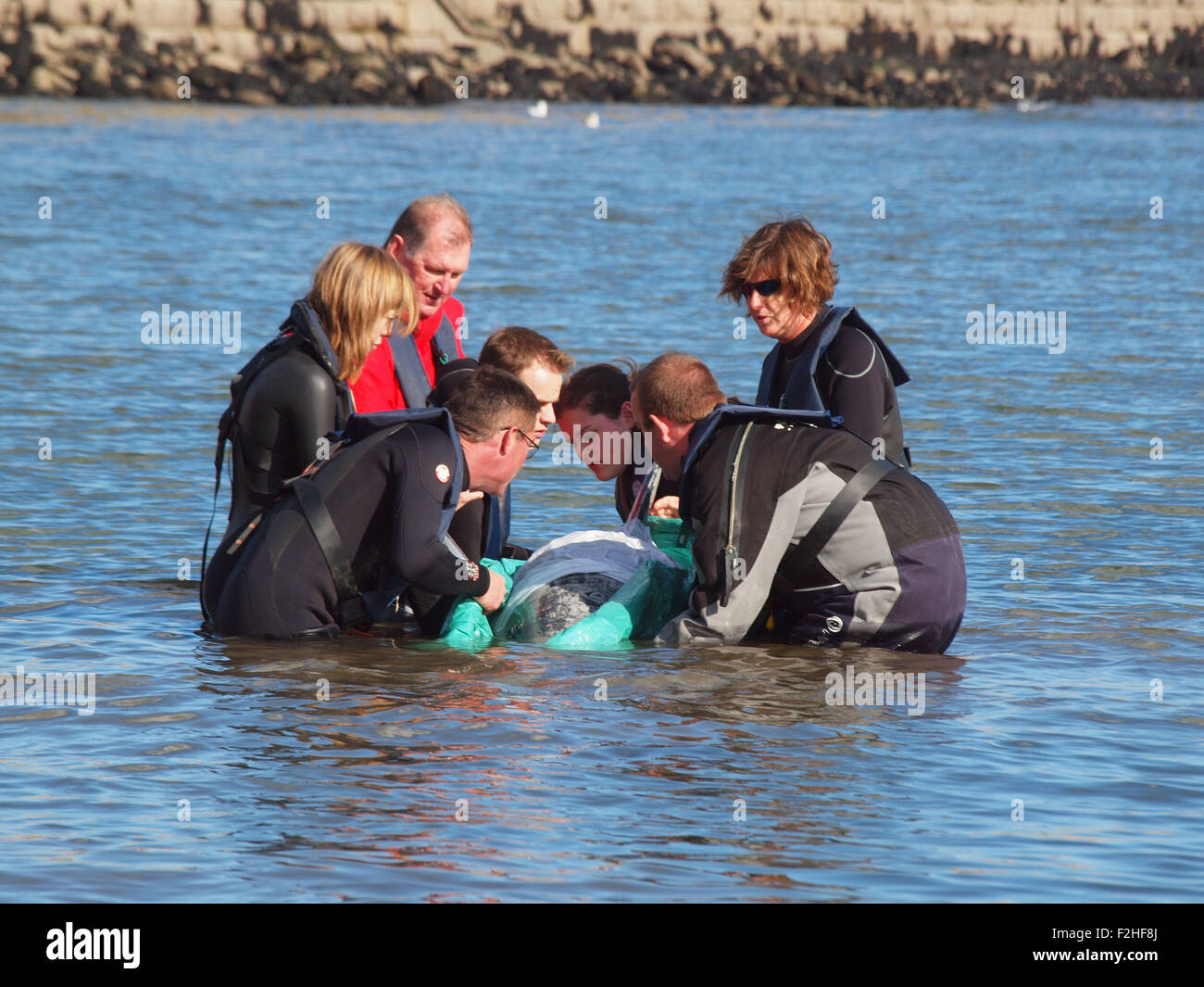 La vie marine rescue charité (B.D.M.L.R) la formation de bénévoles à l'imitation de sauvetage de mammifères marins à Tynemouth Haven. Banque D'Images