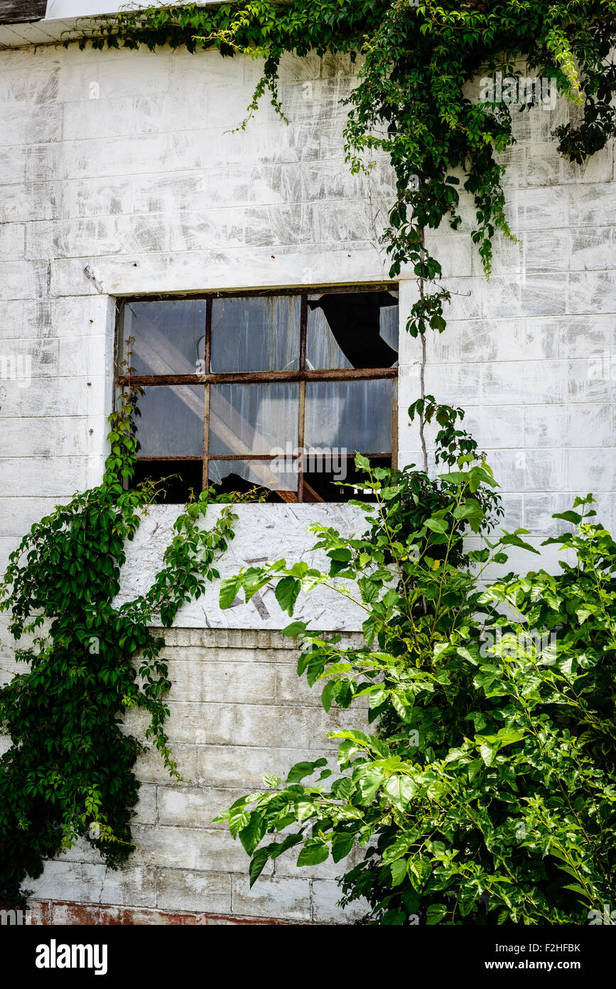 Fenêtre cassée et vignes sur entrepôt désaffecté en brique blanche, Chemin de fer de la côte de la baie, le cap Charles, Virginia Banque D'Images