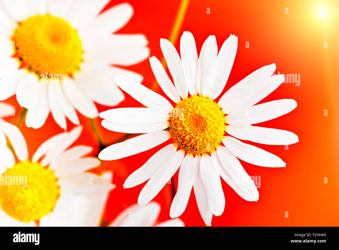 Camomille daisy macro fleurs sur fond rouge Banque D'Images