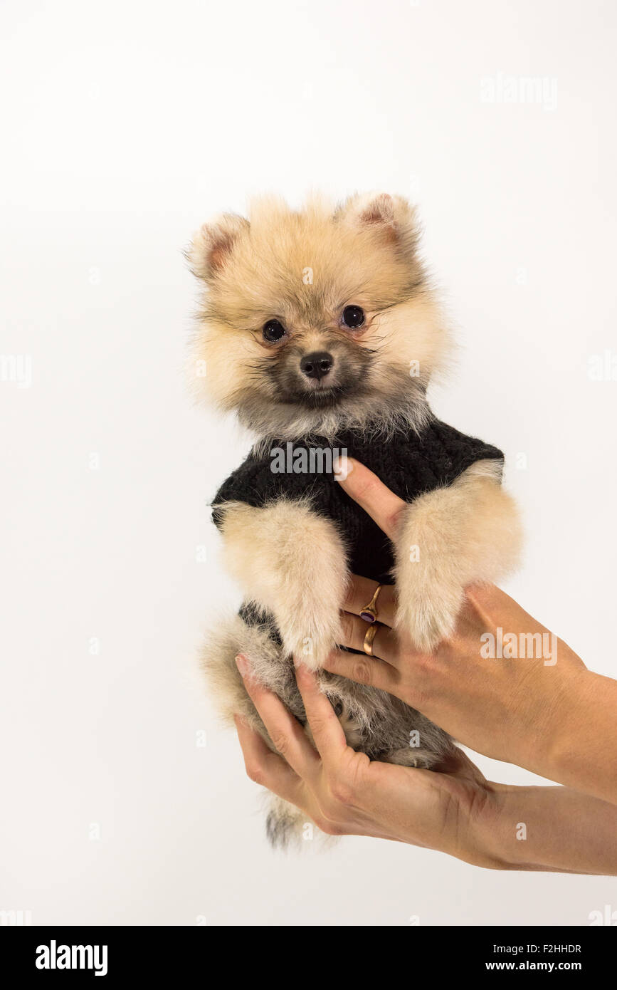 Cute Puppy Pomeranian en main Banque D'Images