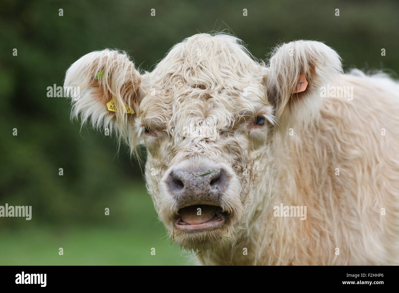 Whitebred vache shorthorn le pâturage du bétail dans la New Forest, Hampshire, Royaume-Uni Banque D'Images