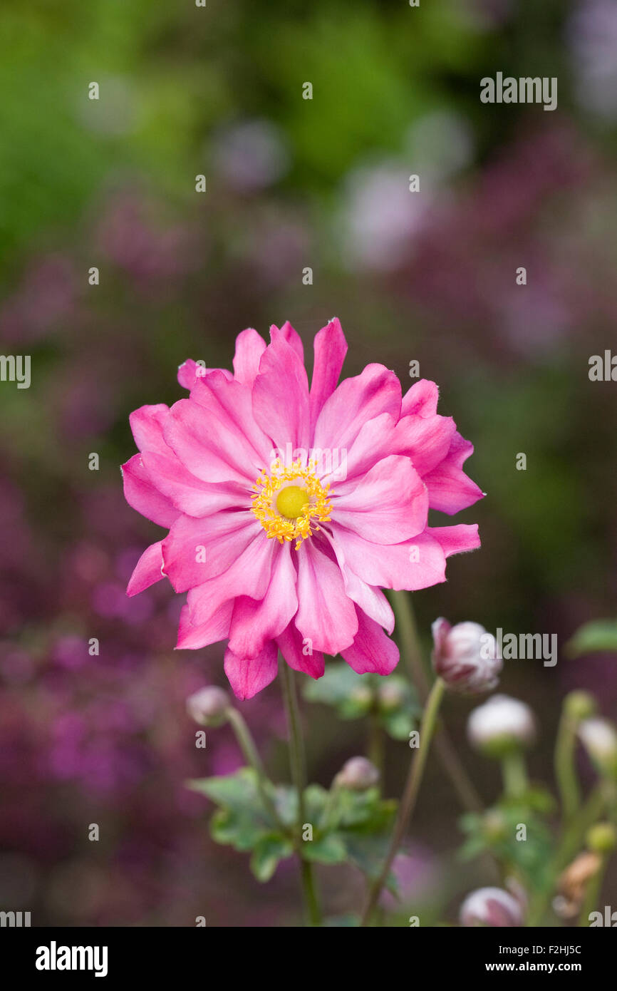 Anemone hupehensis var. japonica 'Pamina' fleur. Banque D'Images