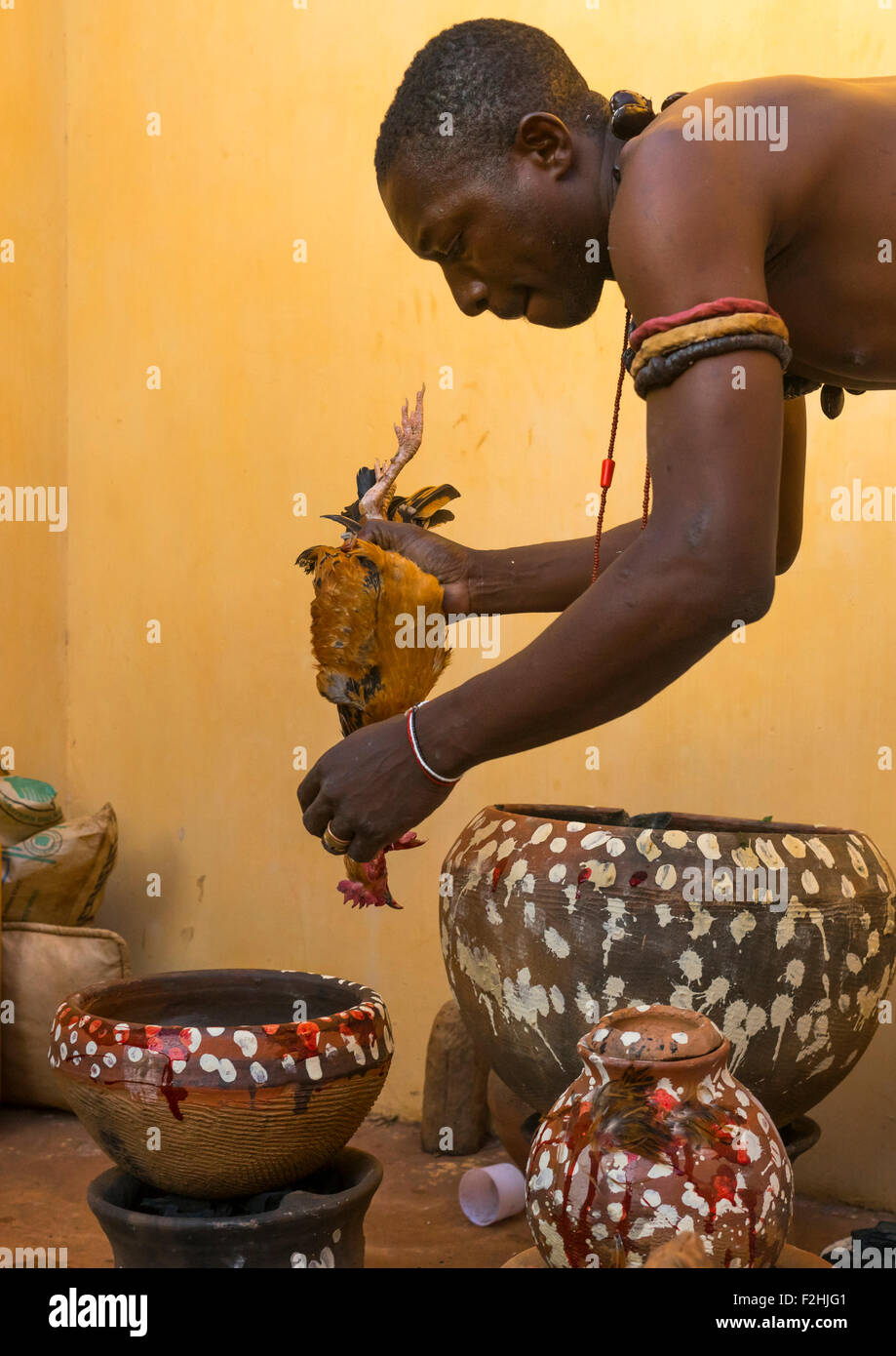 Le Bénin, en Afrique de l'Ouest, Bonhicon, l'abattage d'un poulet dans un sacrifice rituel au cours d'une cérémonie vaudou gérés par kagbanon bebe prêtre Banque D'Images