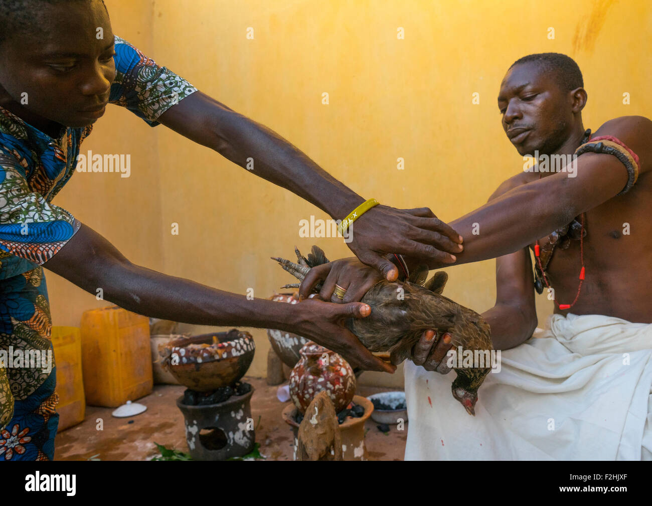 Le Bénin, en Afrique de l'Ouest, Bonhicon, l'abattage d'un pigeon dans un sacrifice rituel au cours d'une cérémonie vaudou gérés par kagbanon bebe prêtre Banque D'Images