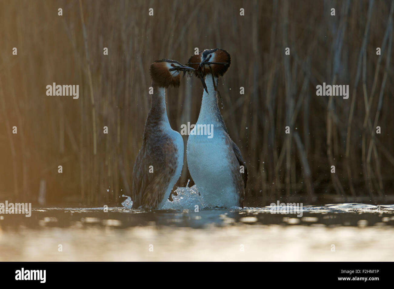 Great Crested Grebe / Grebes / Great Cresties ( Podiceps cristatus ) faire la danse des pingouins, comportement populaire de cour, faune, Europe. Banque D'Images
