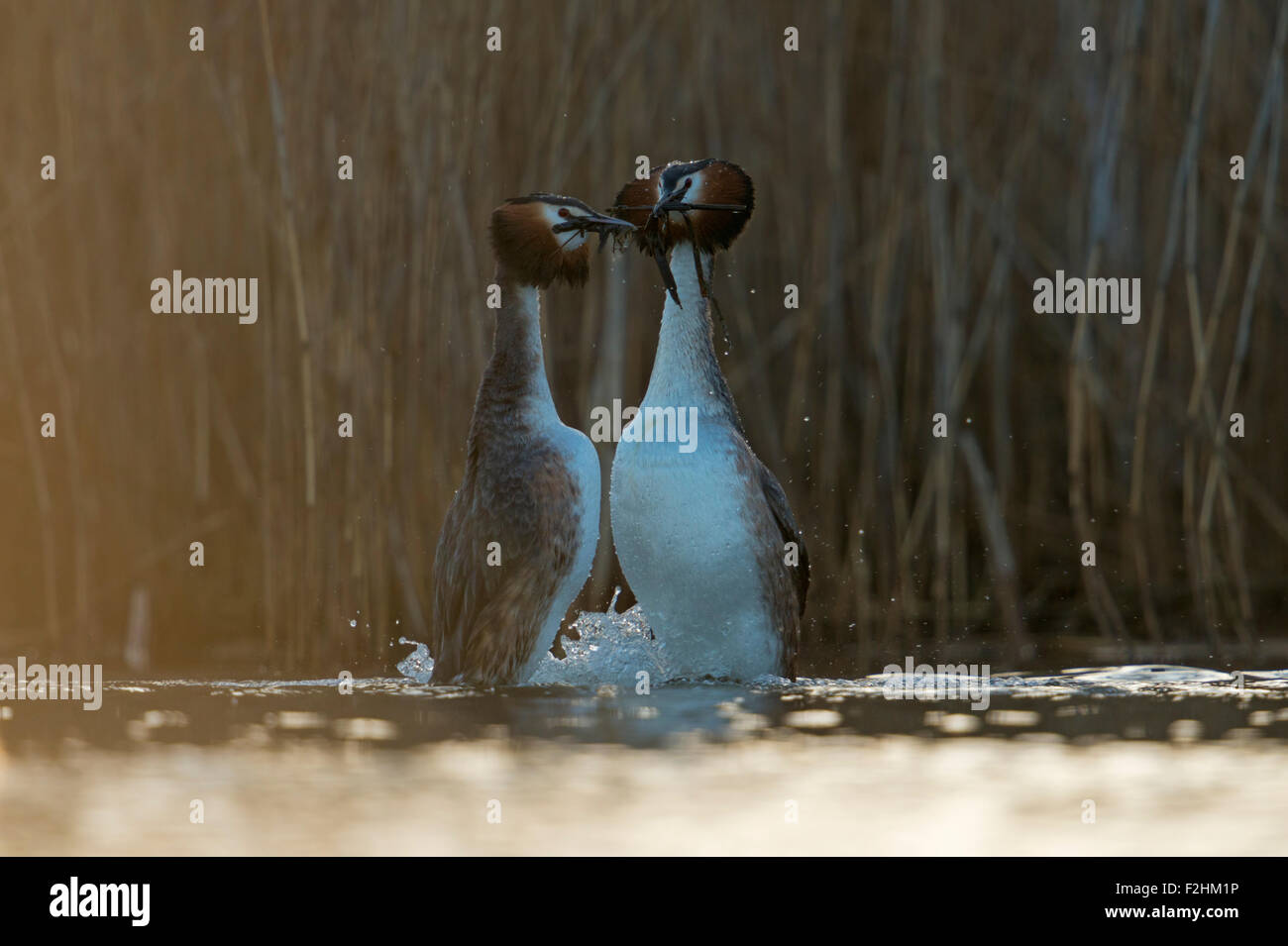 Grèbe huppé Grèbe jougris / cresties / Grand / Haubentaucher ( Podiceps cristatus ) faisant la danse des pingouins. Banque D'Images