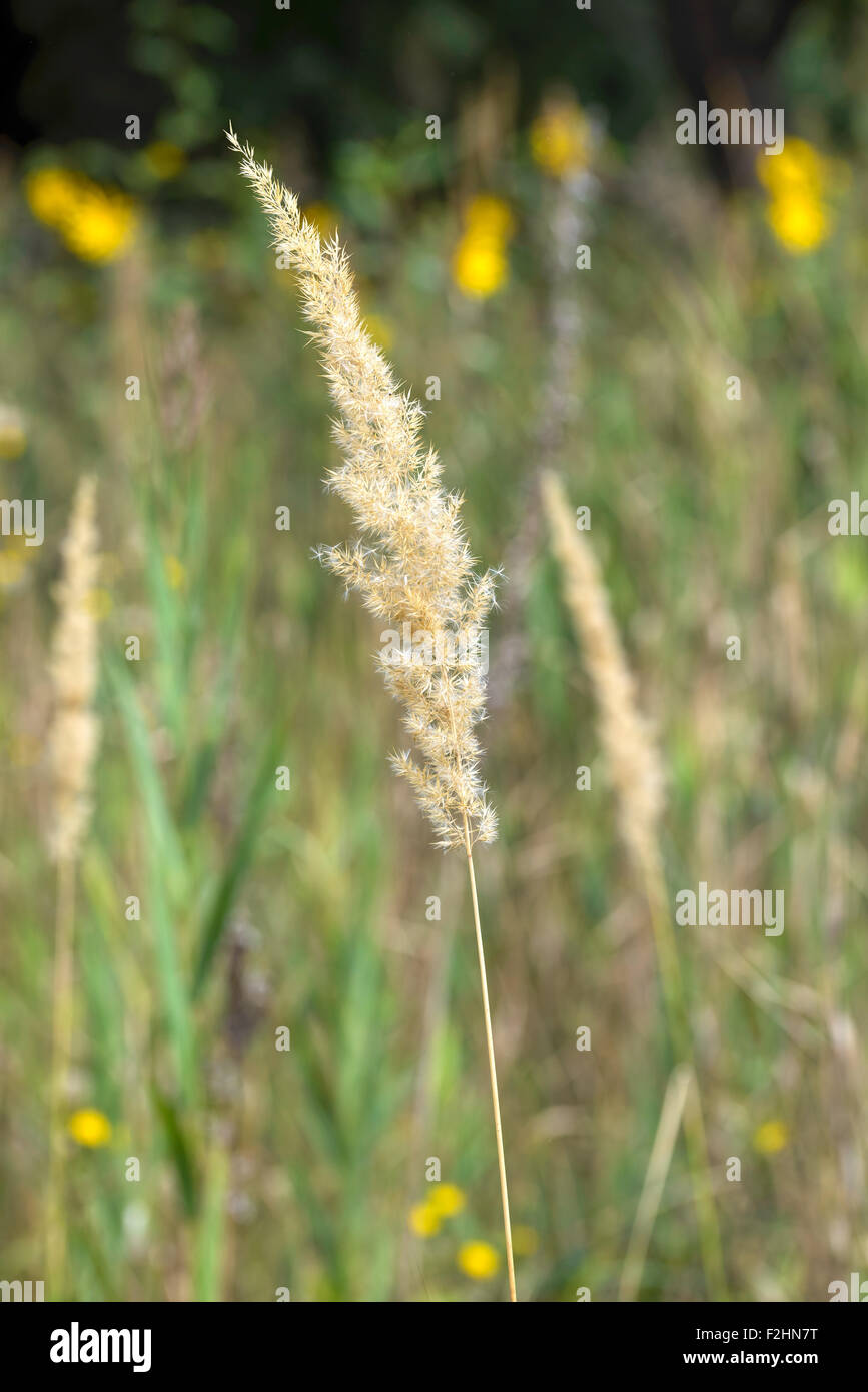 Calamagrostis Epigejos calamagrostis appelé également de plus en plus dans le pré Banque D'Images