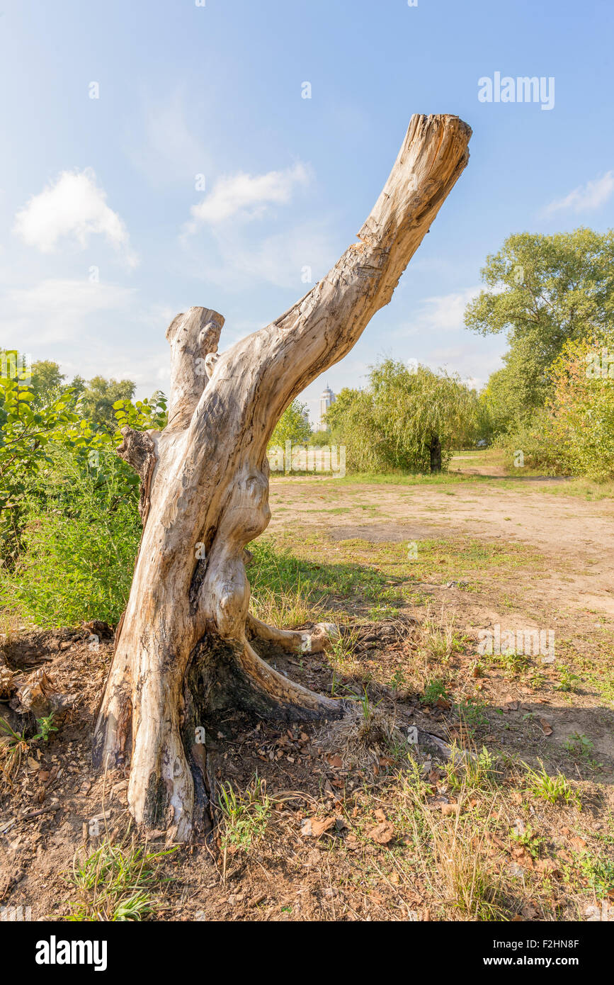Un tronc d'arbre dépouillé apparaît comme une sculpture moderne Banque D'Images