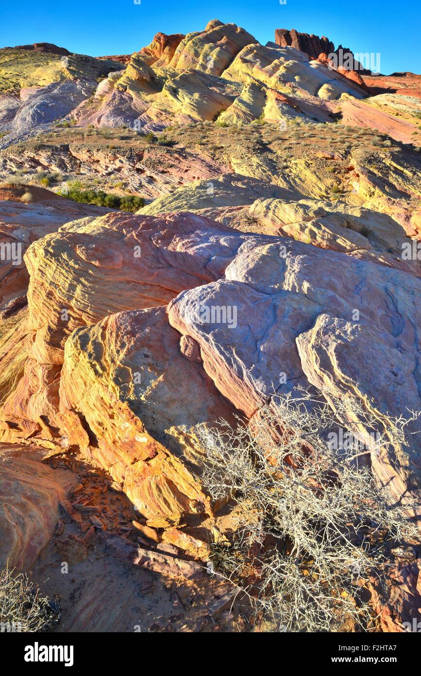 Grès colorés, des formes ondulées et des dunes dans la Vallée de Feu State Park à Southeaster Nevada, 50 miles au nord de Las Vegas Banque D'Images