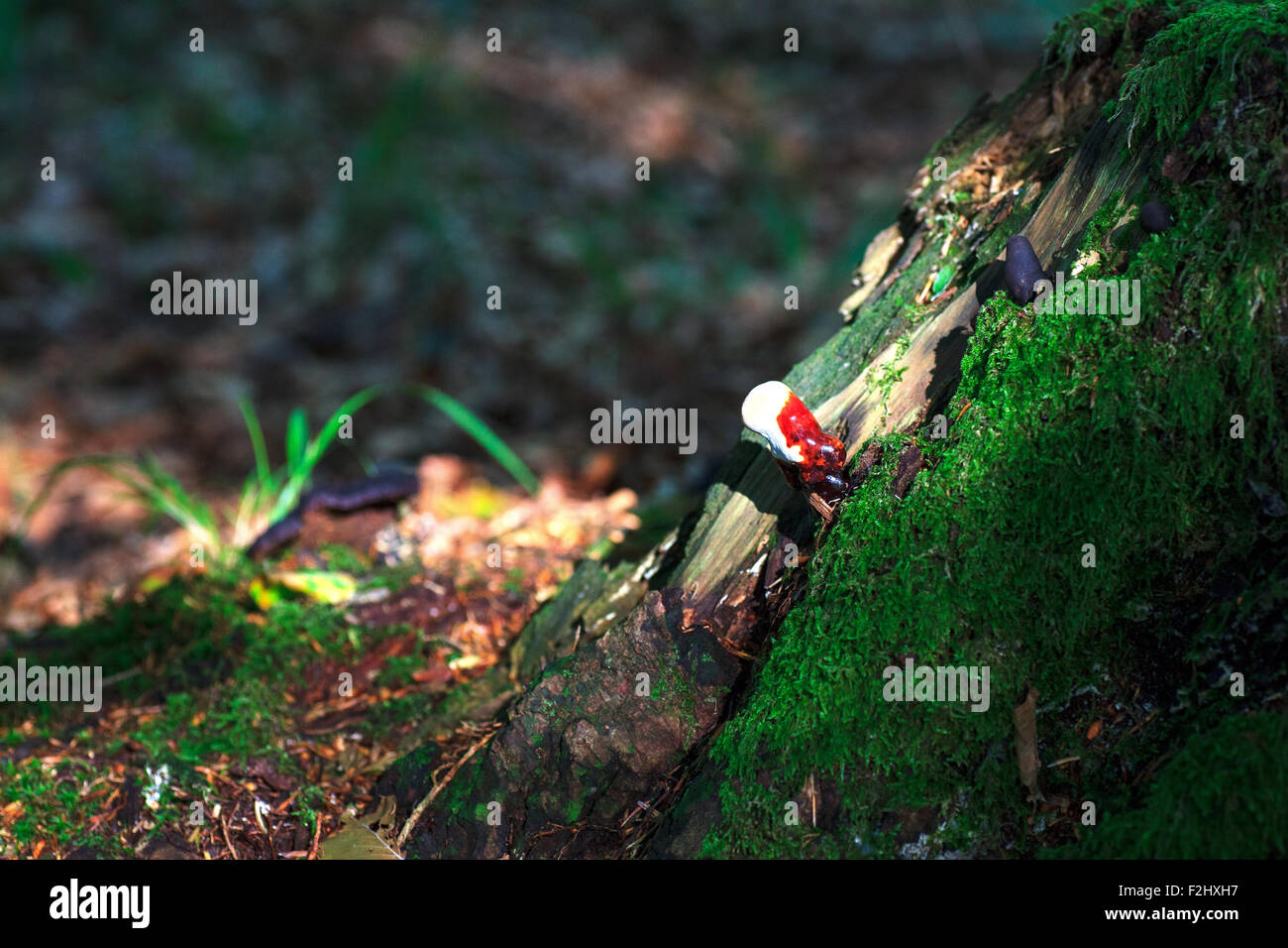 Photo d'un champignon Lingzhi ou le champignon Reishi (Ganoderma lucidum) - Banque D'Images