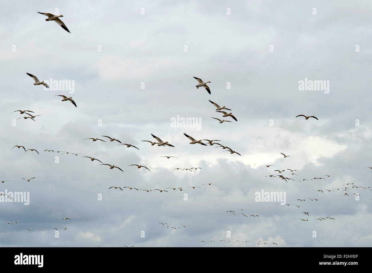 La migration des Oies des neiges dans la vallée de la Skagit, survolant les terres agricoles Banque D'Images