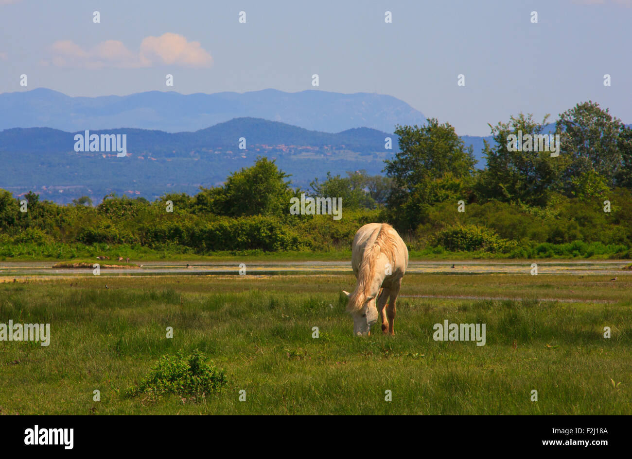 Voir de blanc cheval de camargue, bouche Soca river Banque D'Images