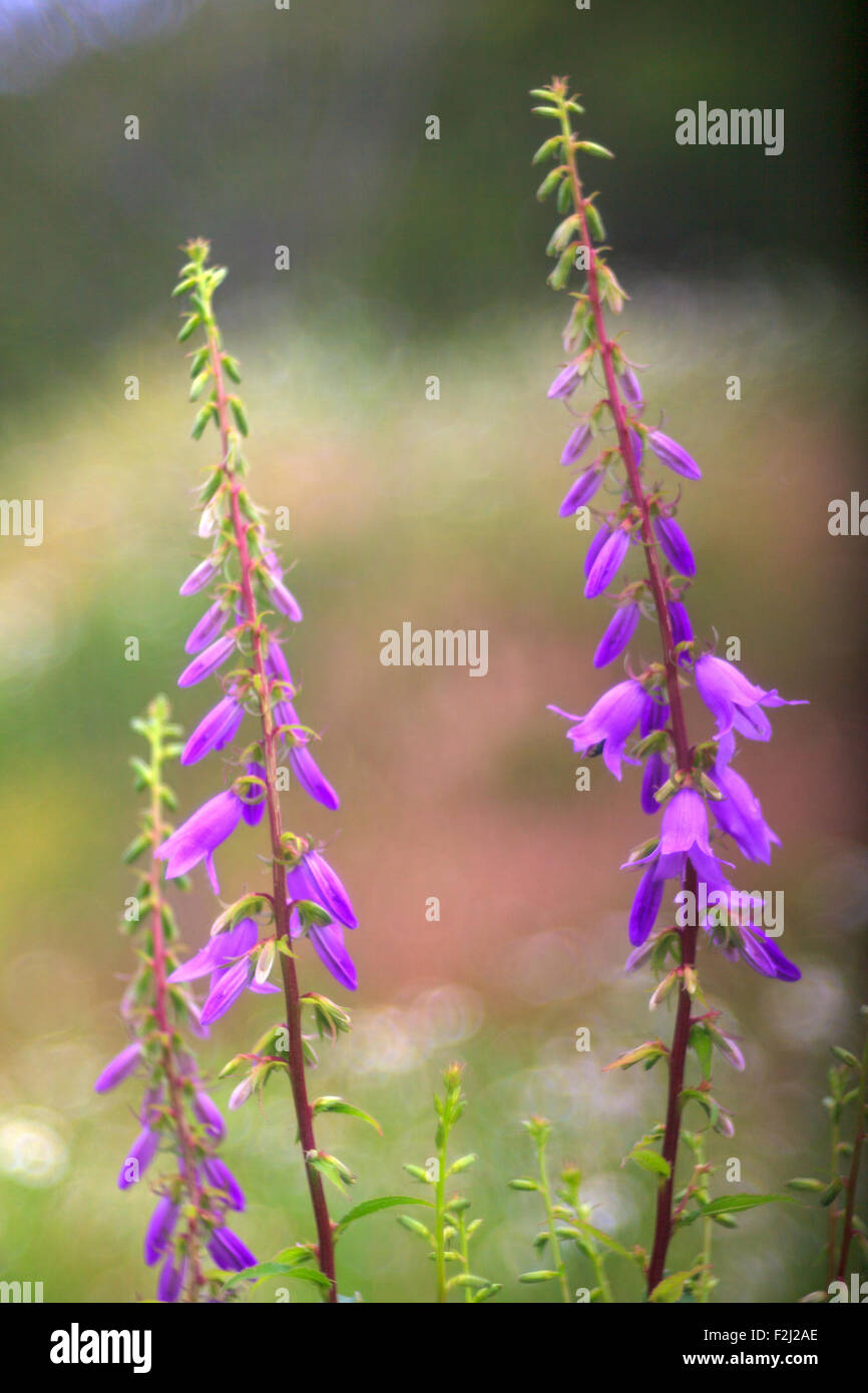 Avis de Campanula fleurs dans la campagne Banque D'Images