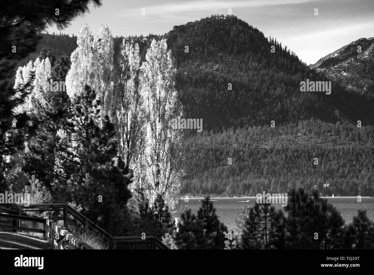 Arbres au bord de lac, Lake Tahoe, California, USA Banque D'Images