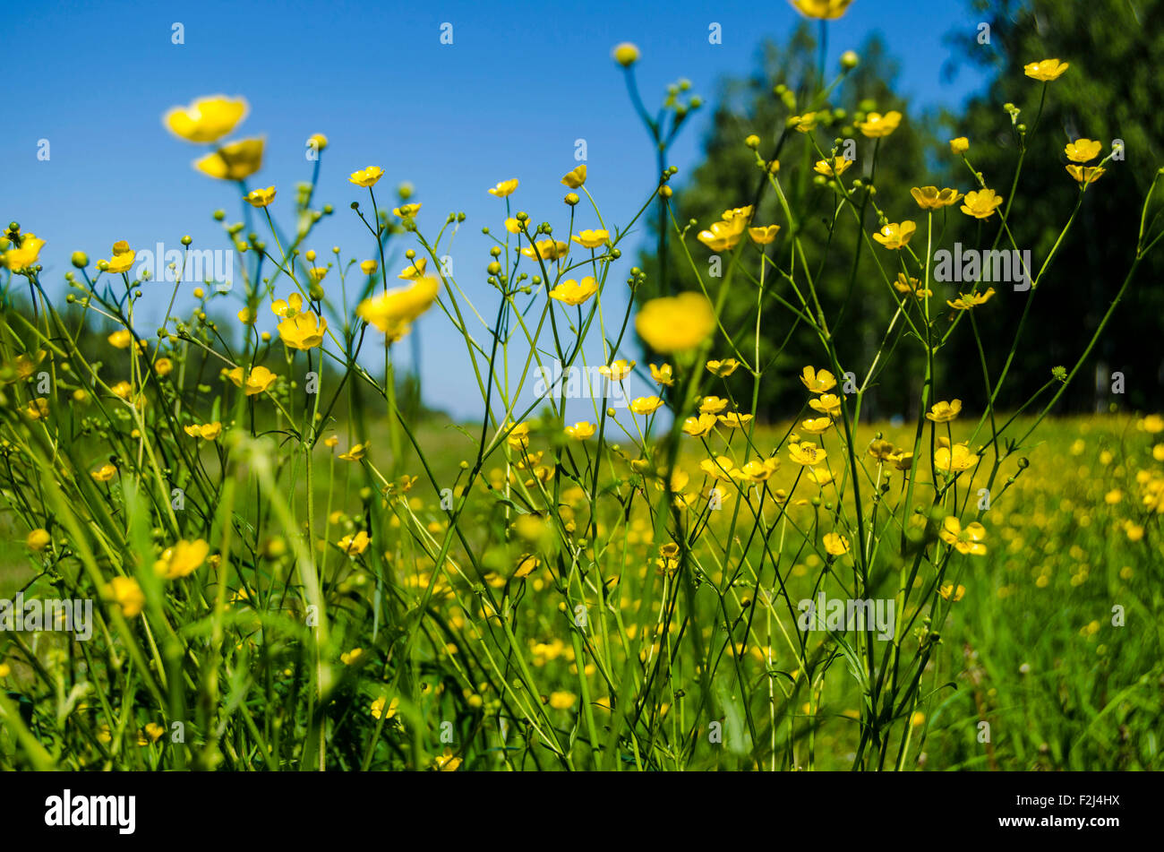Un paysage lumineux, fleurs, fleurs contre le ciel, les fleurs en arrière-plan, un pré, prairie, fleurs jaune prairie avec yell Banque D'Images