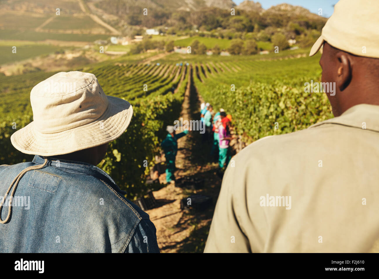 Vue arrière du travailleur et à deux commandes au vignoble. Les personnes qui travaillent dans le vignoble. La récolte des raisins de travailleurs des rangées de vin Banque D'Images