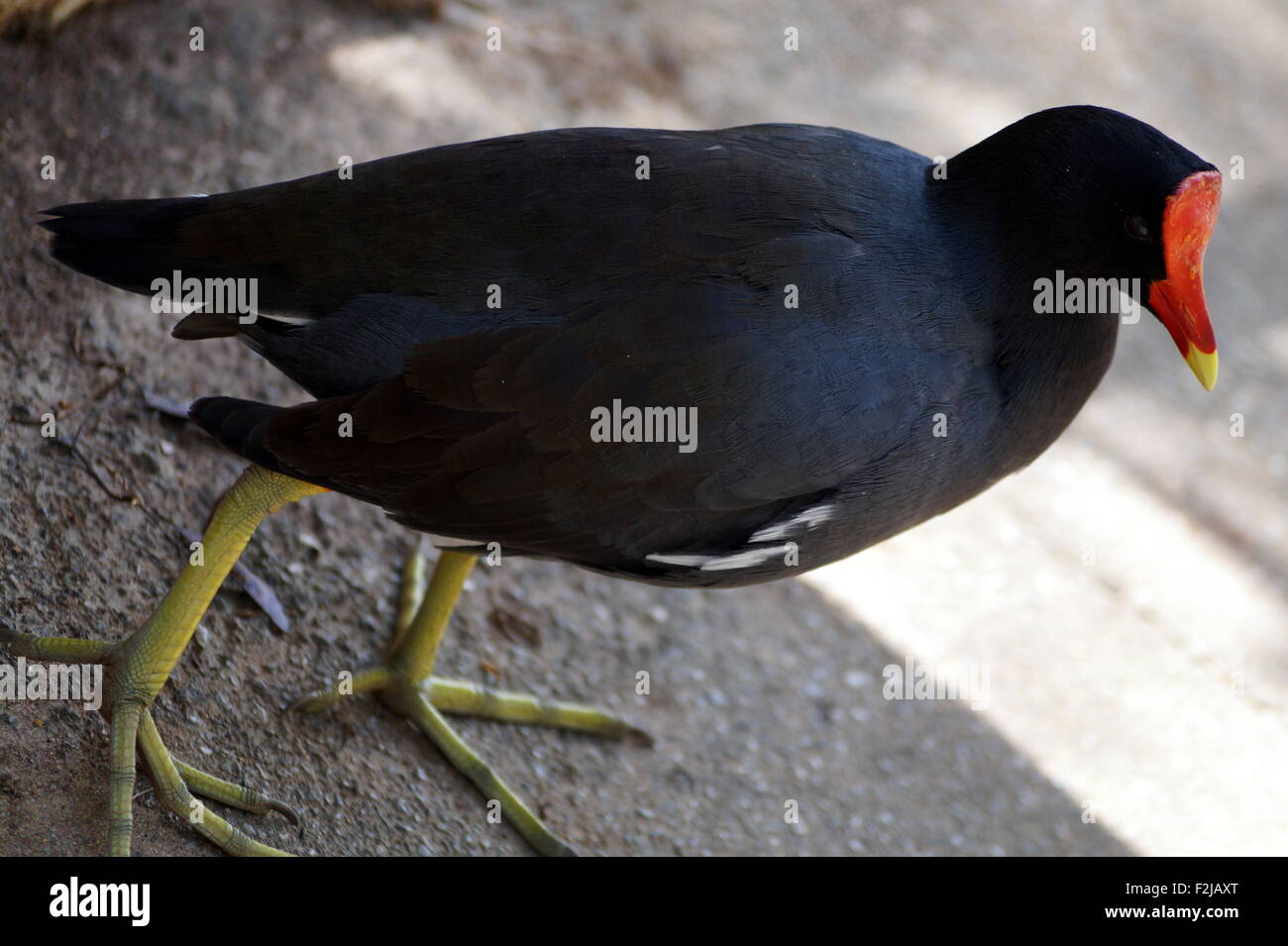 oiseau rouge visage Banque D'Images