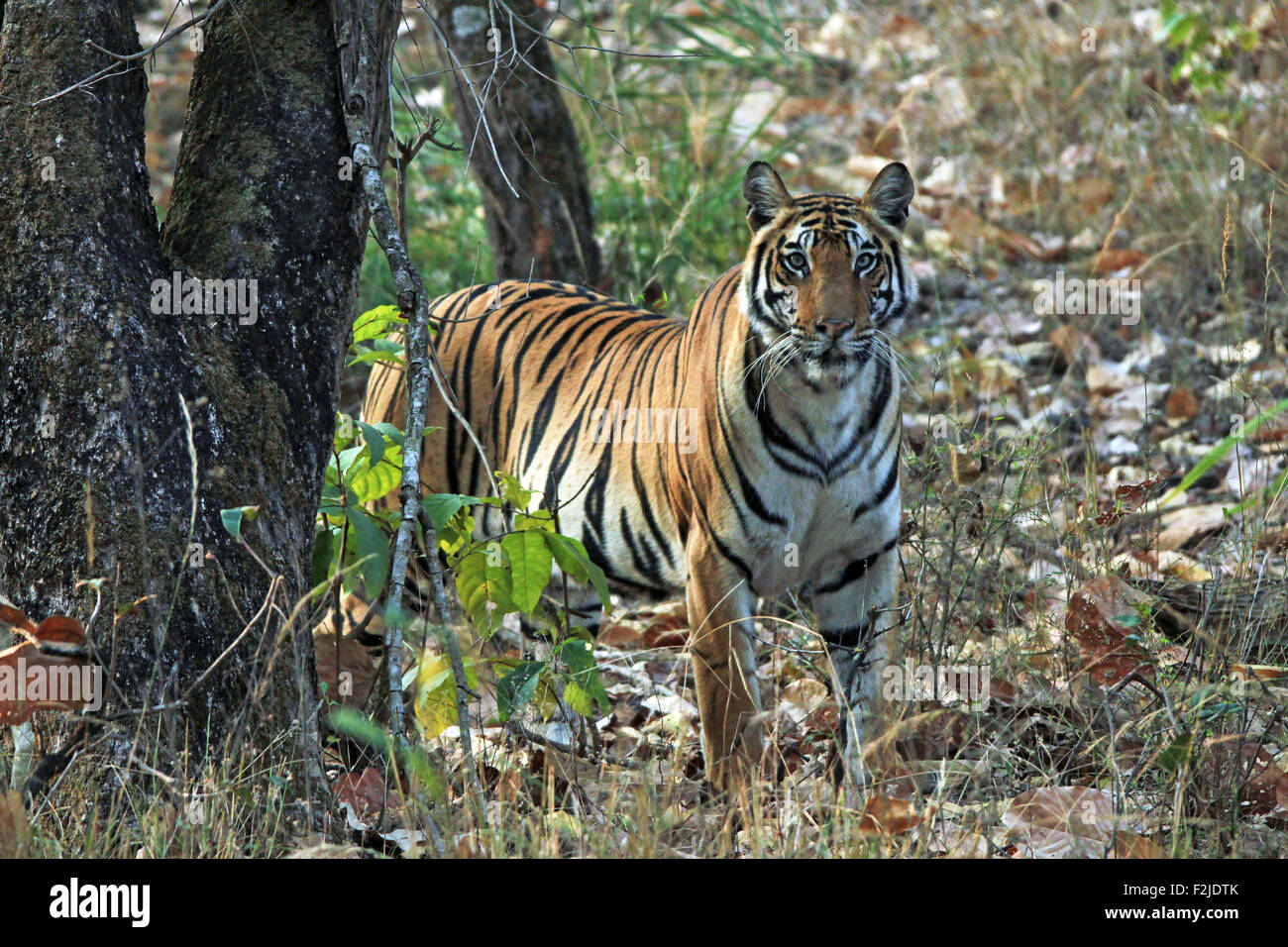 Tigre du Bengale (Panthera tigris tigris) en regardant dans la caméra. Bandhavgarh, Inde Banque D'Images