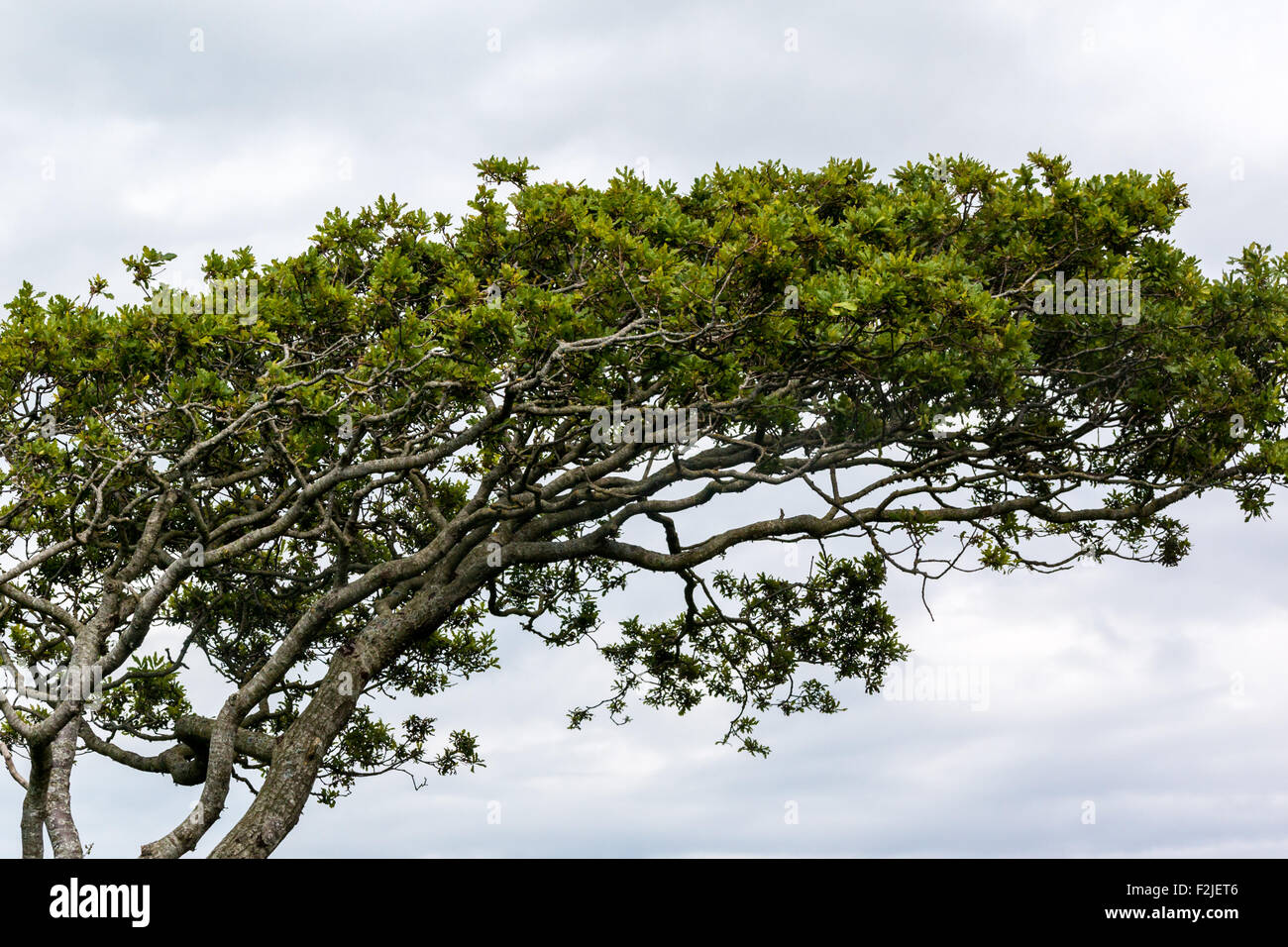 Haut de l'arbre exposée au vent contre un ciel nuageux Banque D'Images