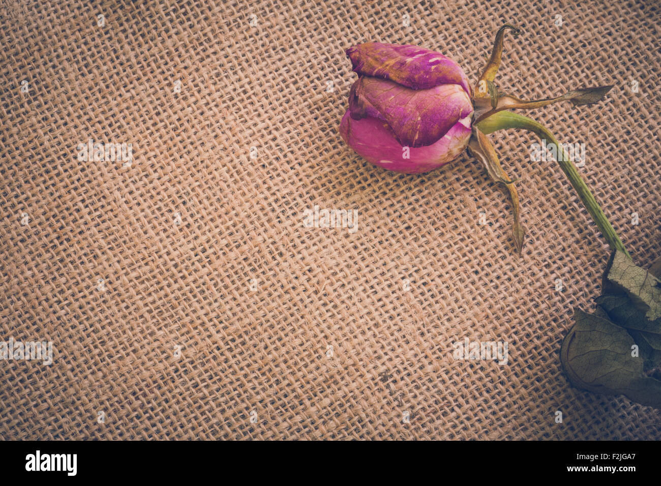 Flétries et séchées fleur rose illustrant tristesse concept. Banque D'Images
