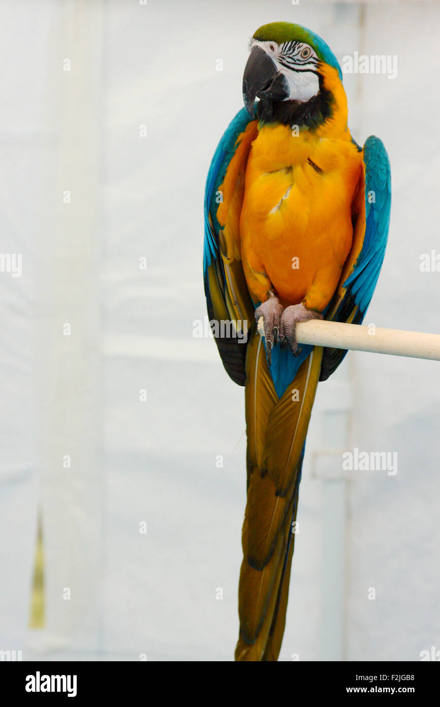 Portrait d'un ara assis sur une perche sur un fond blanc. Banque D'Images