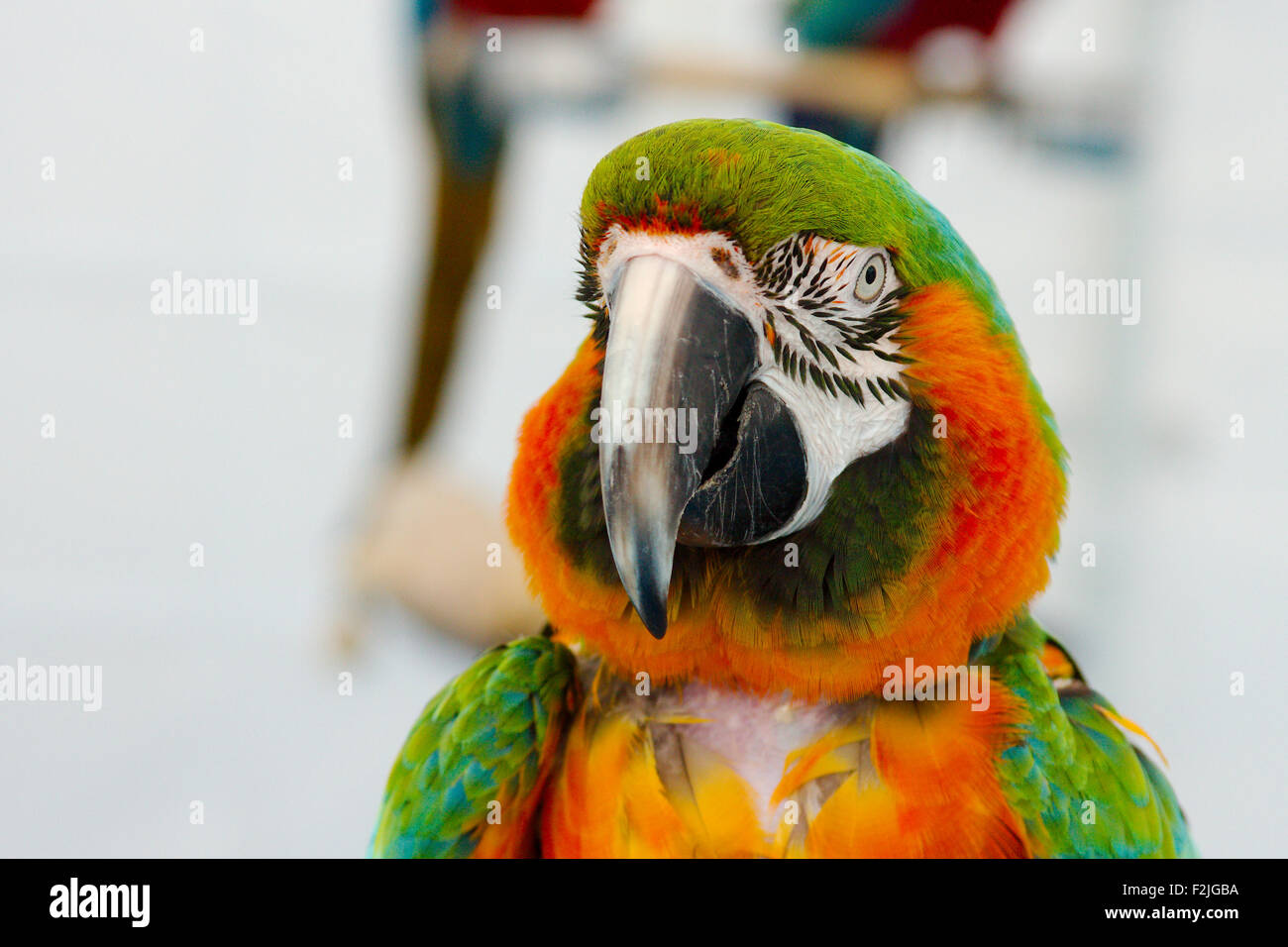 Portrait d'un ara Banque D'Images