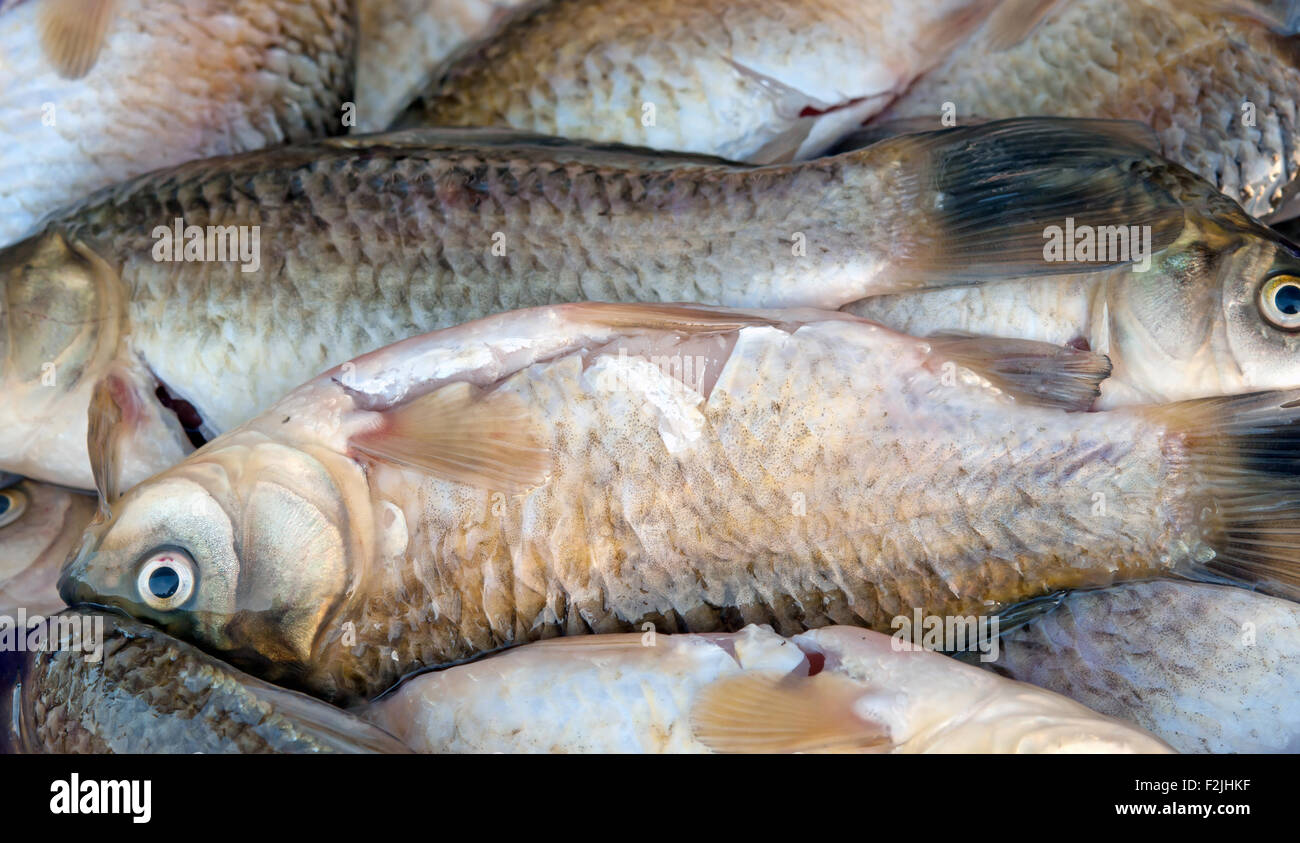 Arrière-plan de petits poissons capturés dans la rivière le carassin Banque D'Images