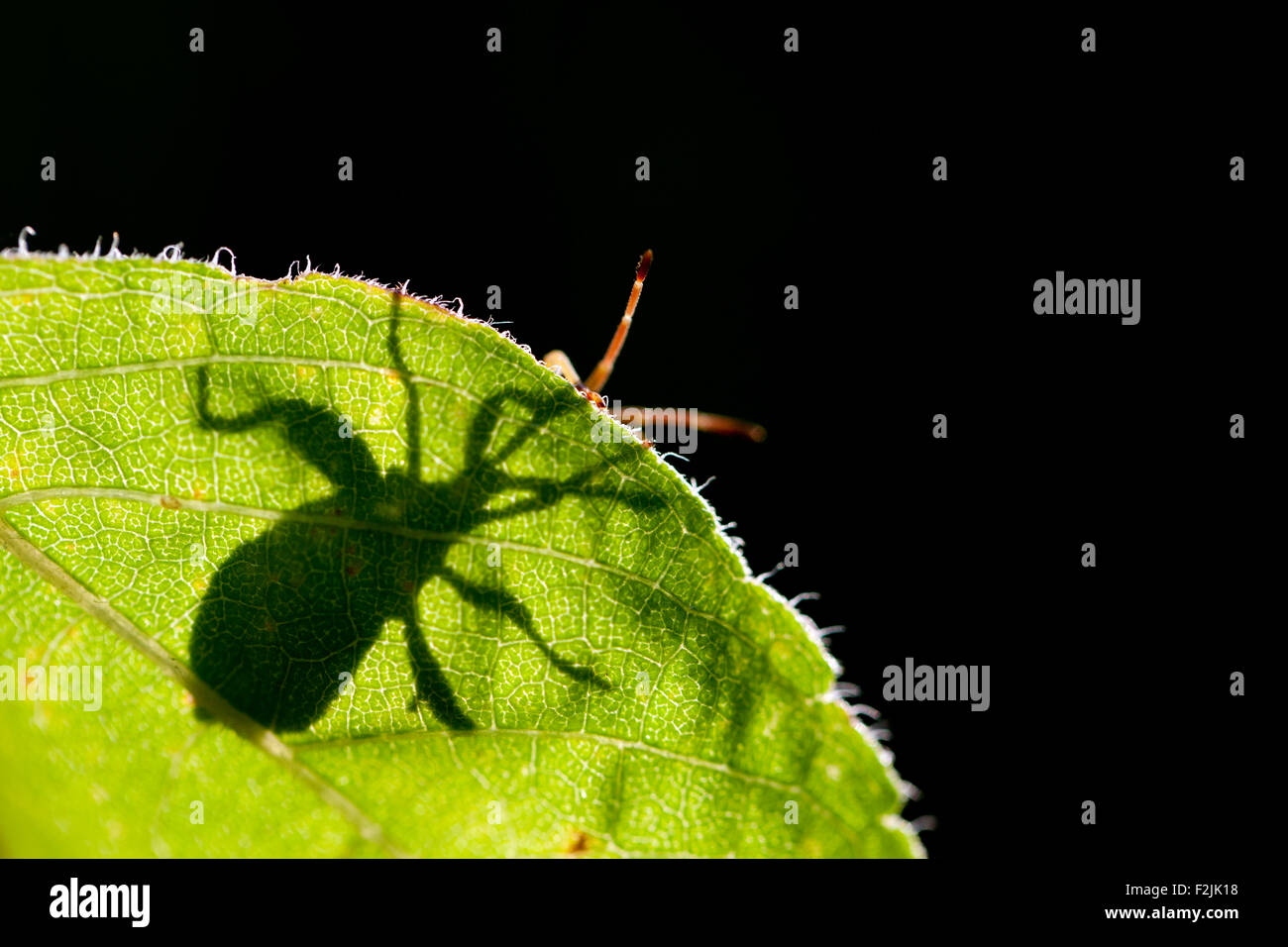 Green Stink Bug ou bogue soldat vert (Chinavia hilaris) - North Carolina Arboretum - Asheville, Caroline du Nord, États-Unis Banque D'Images