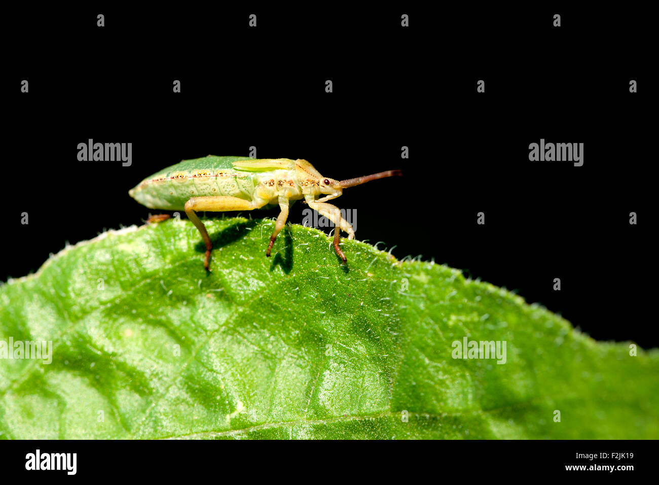 Green Stink Bug ou bogue soldat vert (Chinavia hilaris) - North Carolina Arboretum - Asheville, Caroline du Nord, États-Unis Banque D'Images