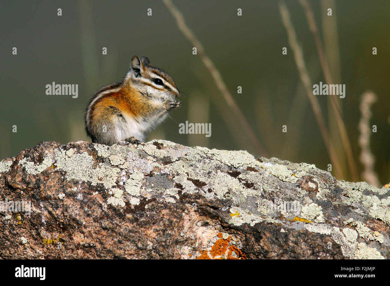 Le tamia mineur (Tamias minimus) - Rocky Mountain National Park, Estes Park, Colorado Banque D'Images