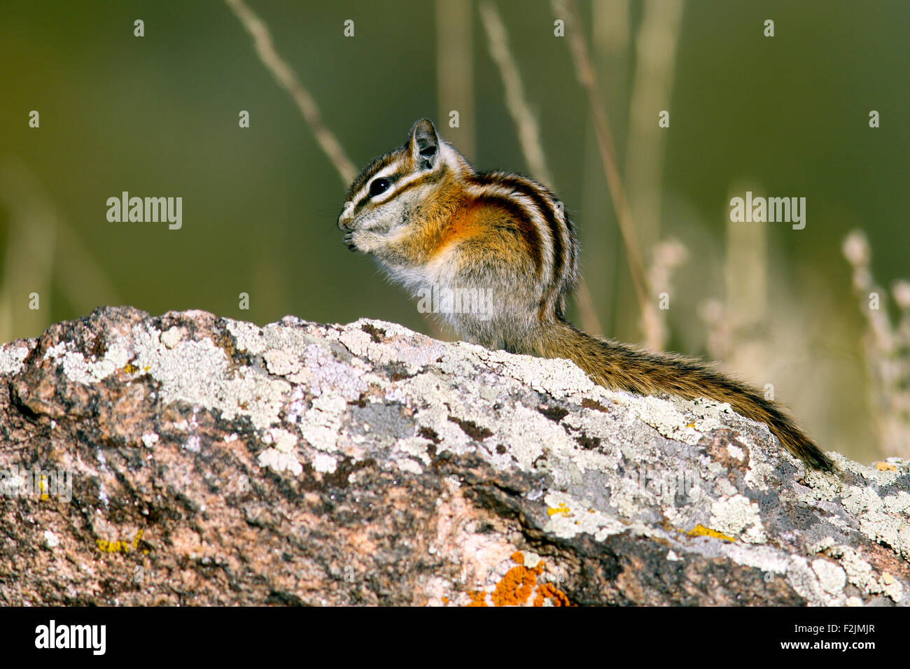 Le tamia mineur (Tamias minimus) - Rocky Mountain National Park, Estes Park, Colorado Banque D'Images