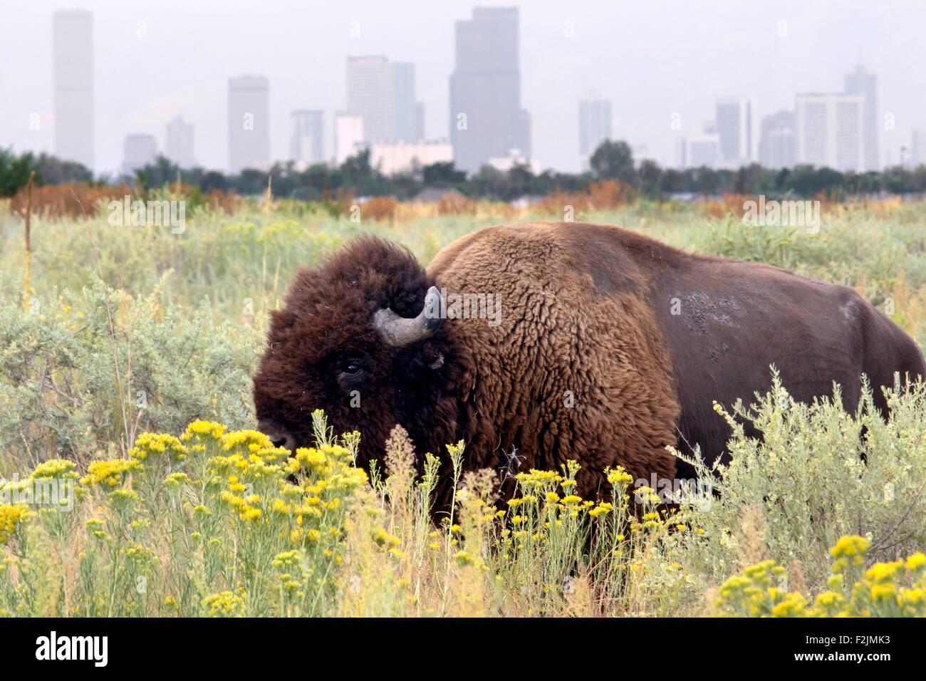 Le bison d'Amérique (Bison bison) - Rocky Mountain Arsenal National Wildlife Refuge, Colorado Banque D'Images