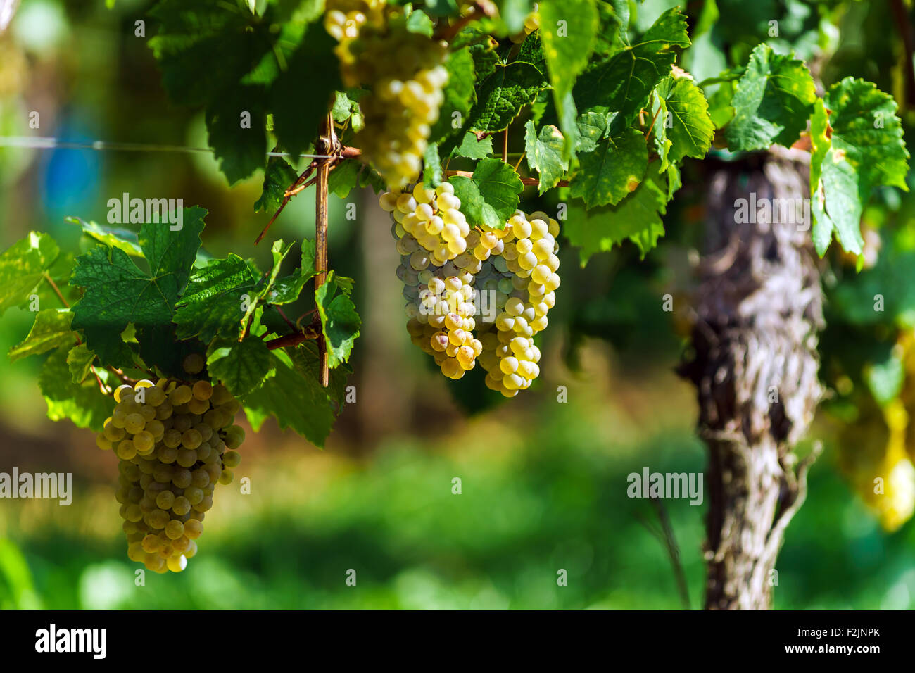 Bouquet de raisin muscat sur le soleil, la récolte de la vigne, France Banque D'Images