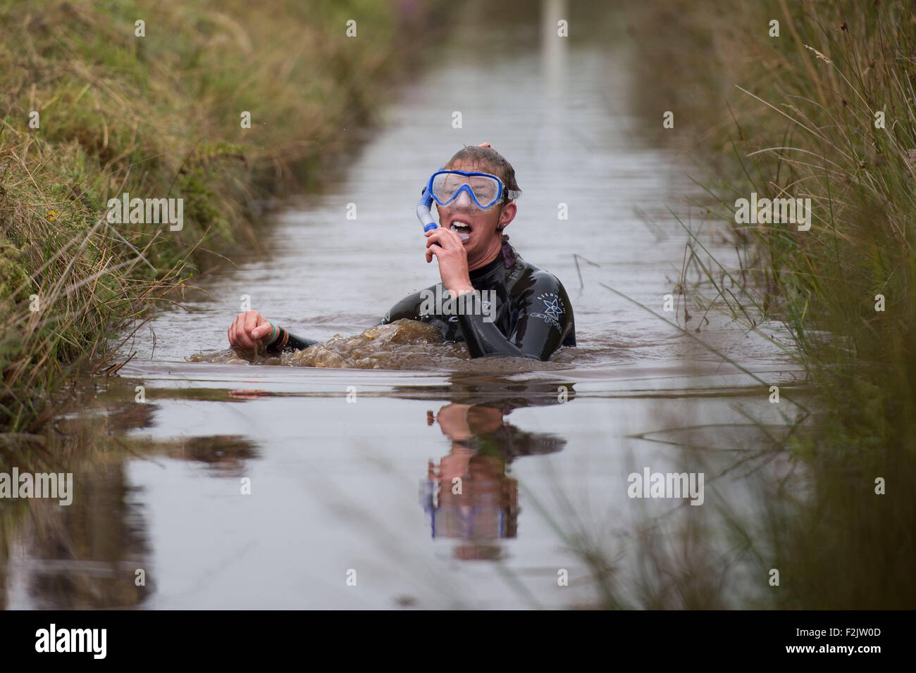 Le monde Bog Snorkelling Championships tenue à Waen Rhydd Bog le 30 août 2015 à Llanwrtyd Wells, Mid Wales. Banque D'Images