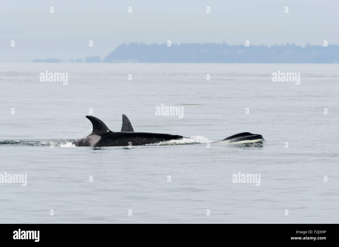 Bigg's transitoire ou l'épaulard, Orcinus orca, British Columbia, Canada, Région du Pacifique Banque D'Images