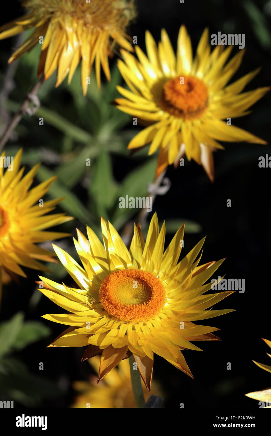 Bracteantha Bracteata ou également connu sous le nom de Daisy Papier Banque D'Images