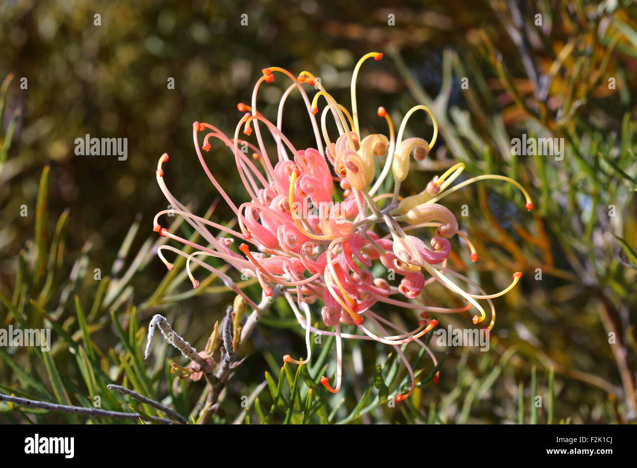 Pêches et crème fleur Grevillea Banque D'Images