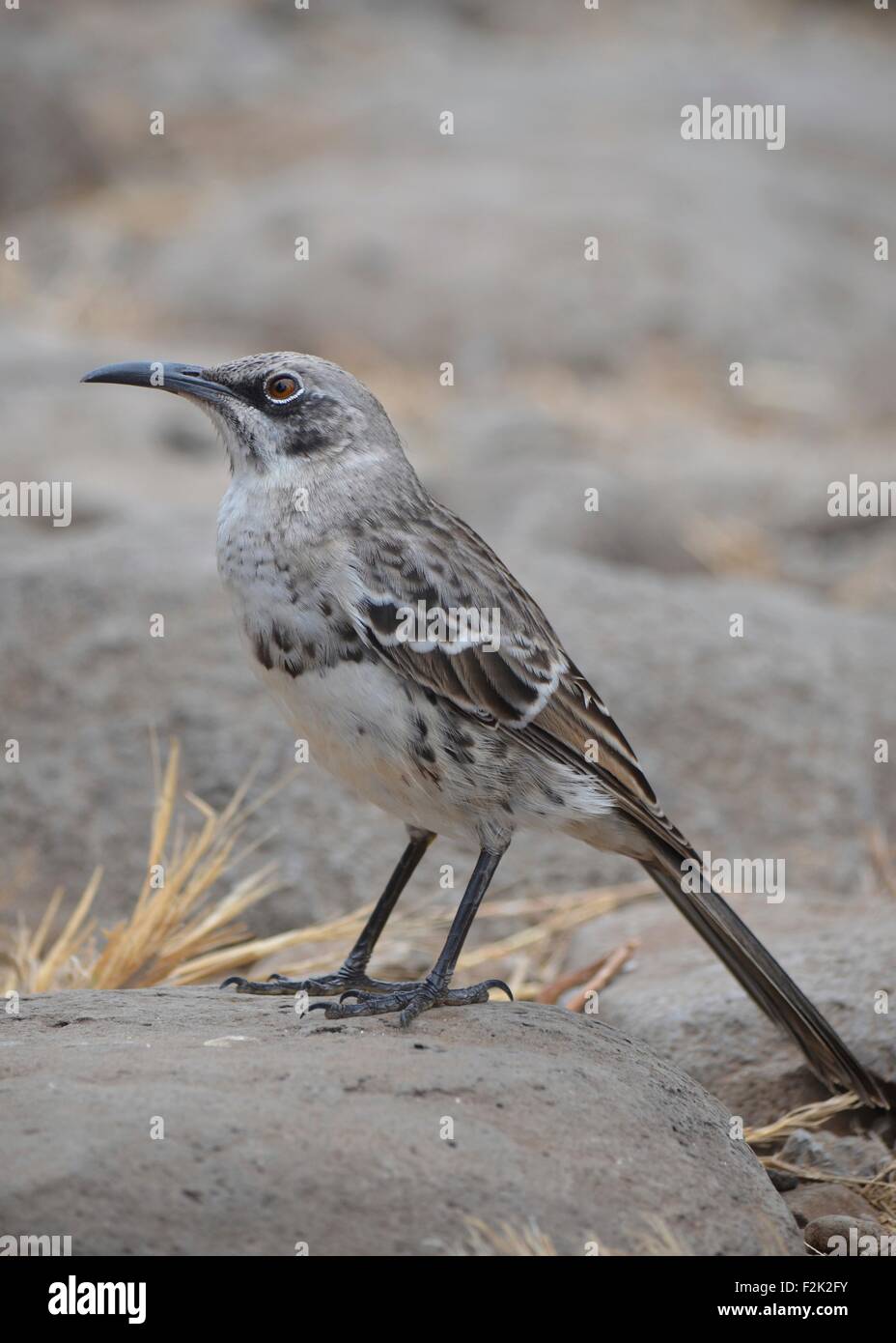 Le capot mockingbird (Mimus macdonaldi) également connu sous le nom de la Española mockingbird, dans l'Île Española aux Îles Galapagos Banque D'Images