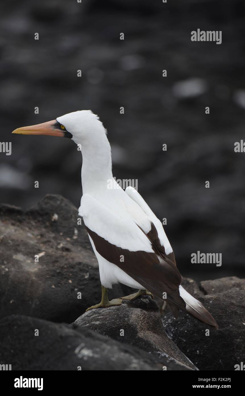 Fou de Nazca (Sula granti), dans l'Île Española sur les îles Galápagos Banque D'Images