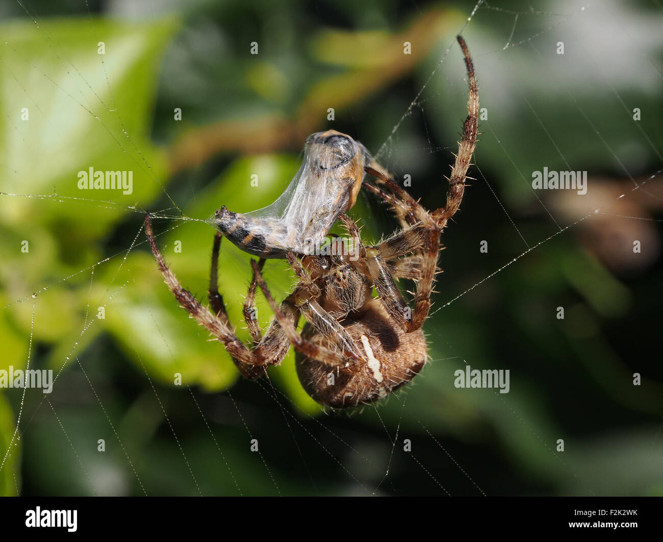 Un jardin araignée Araneus diadematus () encapsule un hoverfly en soie Banque D'Images
