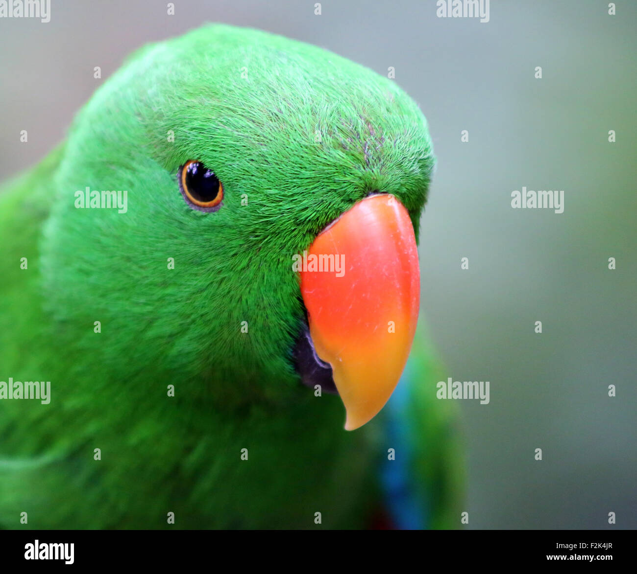 Perroquet Eclectus Roratus Banque D'Images