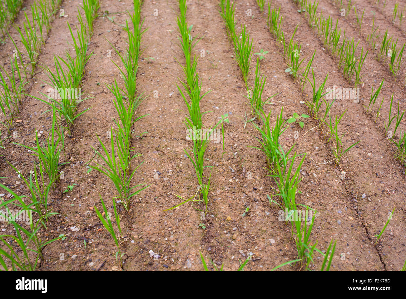 Avis de plantation de riz dans la ferme Banque D'Images