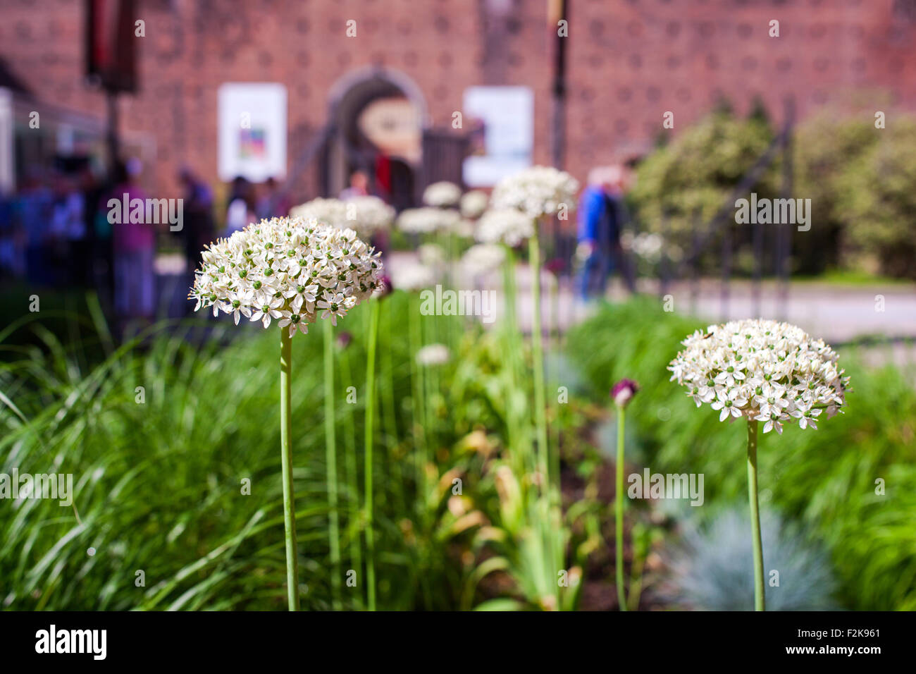 Close up of onion fleurs du jardin Banque D'Images