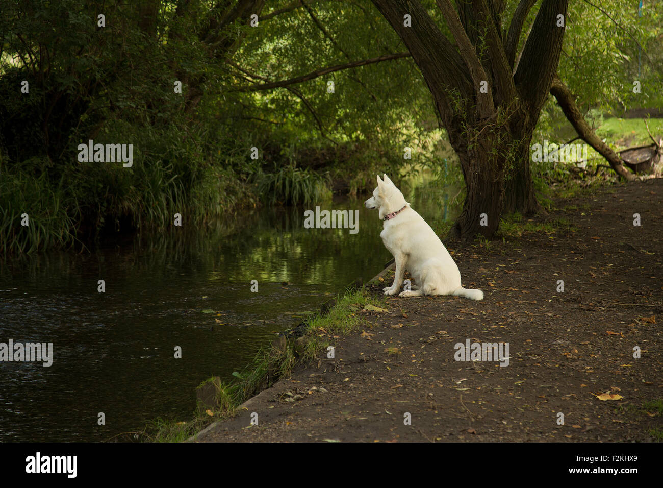 Un chien blanc est assis à regarder le fleuve dans Salvation Mountain Wallington Banque D'Images