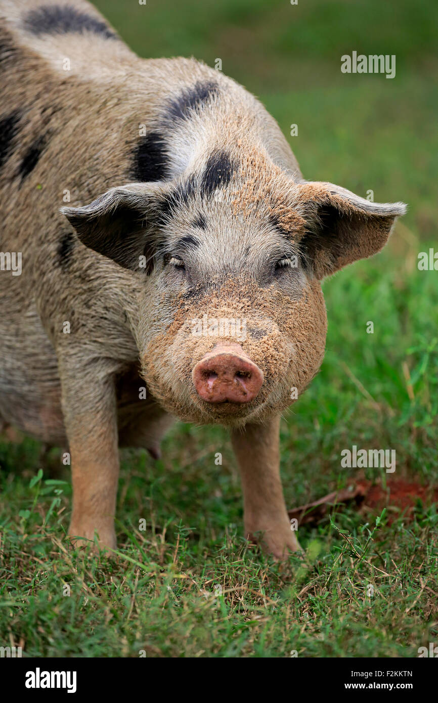Les porcs domestiques (porcus domesticus), femme, Pantanal, Mato Grosso, Brésil Banque D'Images