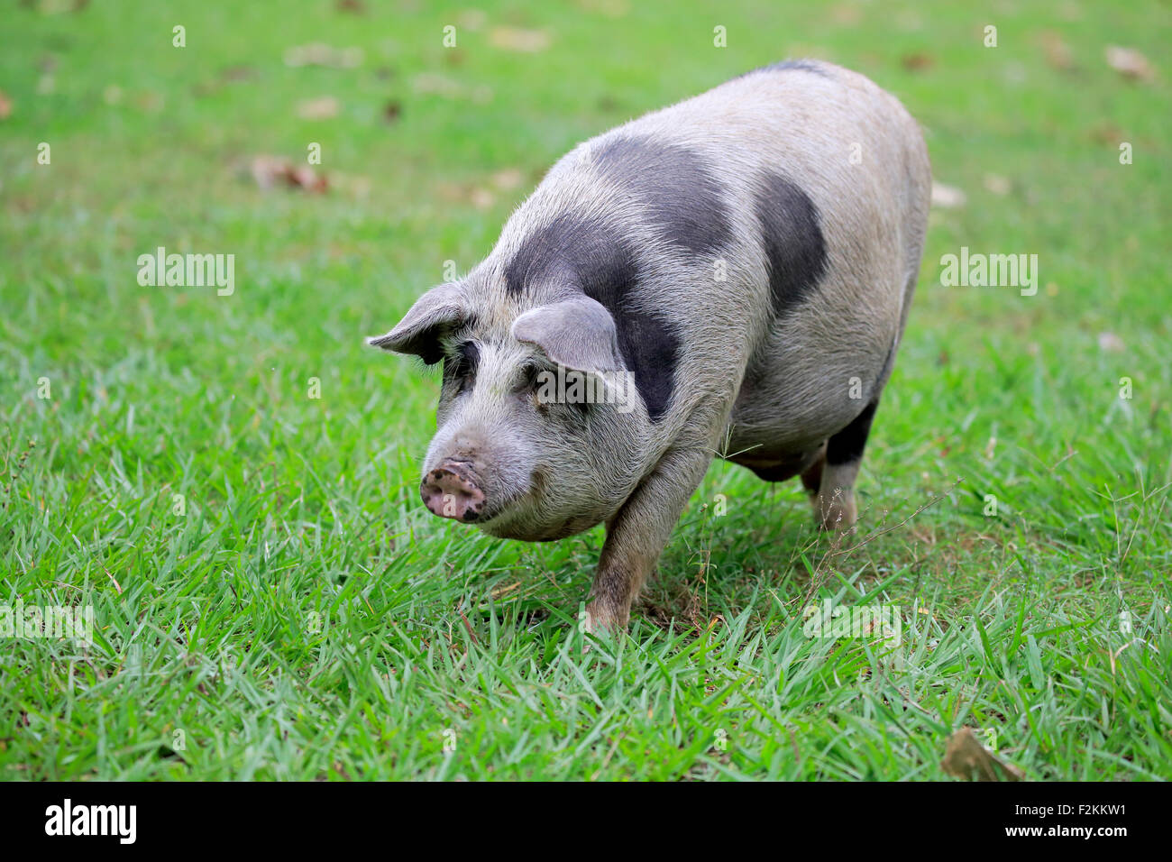 Les porcs domestiques (porcus domesticus), femme, Pantanal, Mato Grosso, Brésil Banque D'Images
