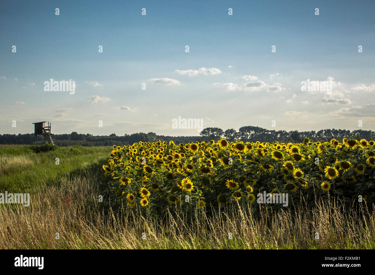 Champ de tournesol et soulevées masquer Banque D'Images