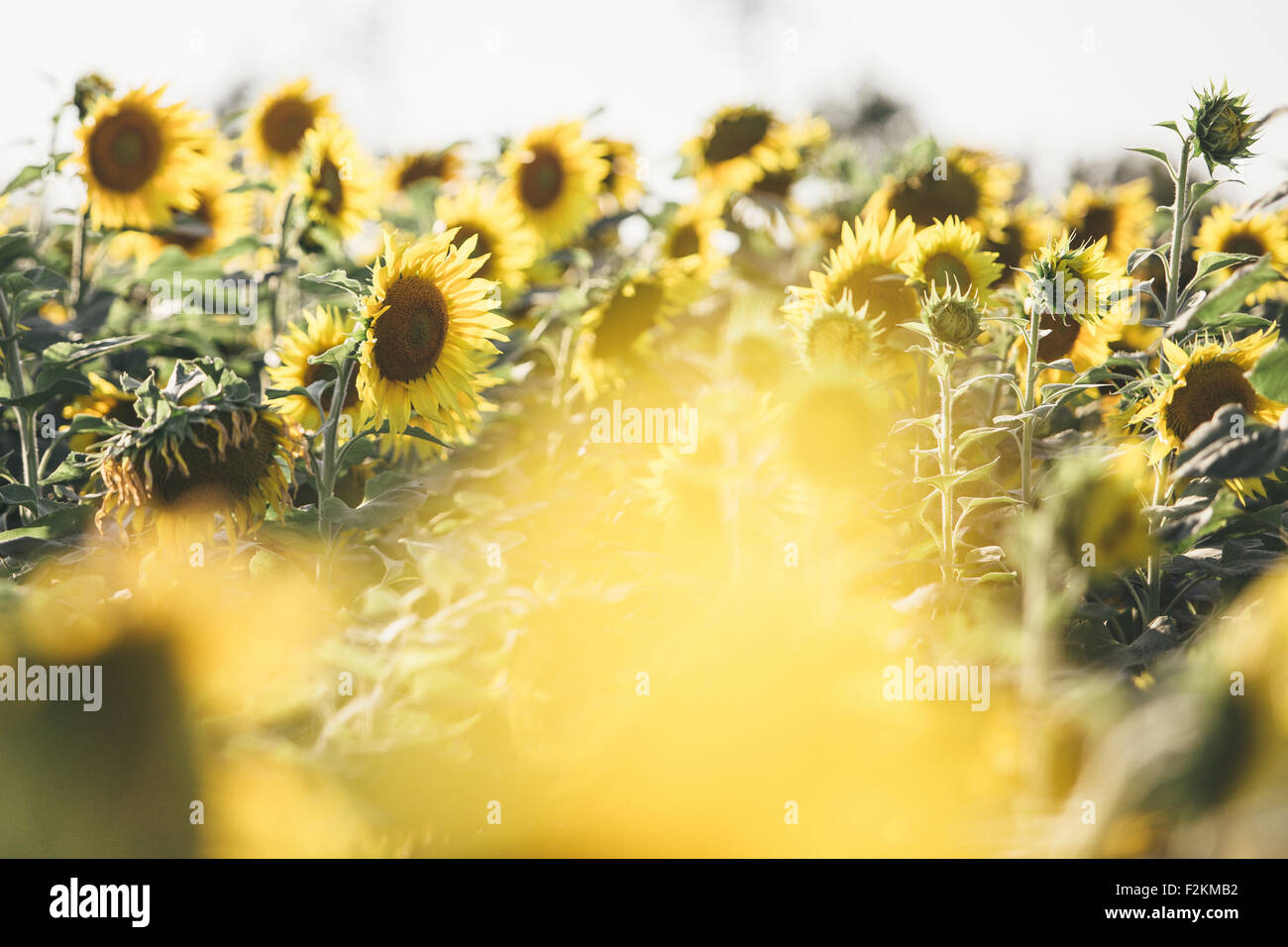 Champ de tournesols Banque D'Images