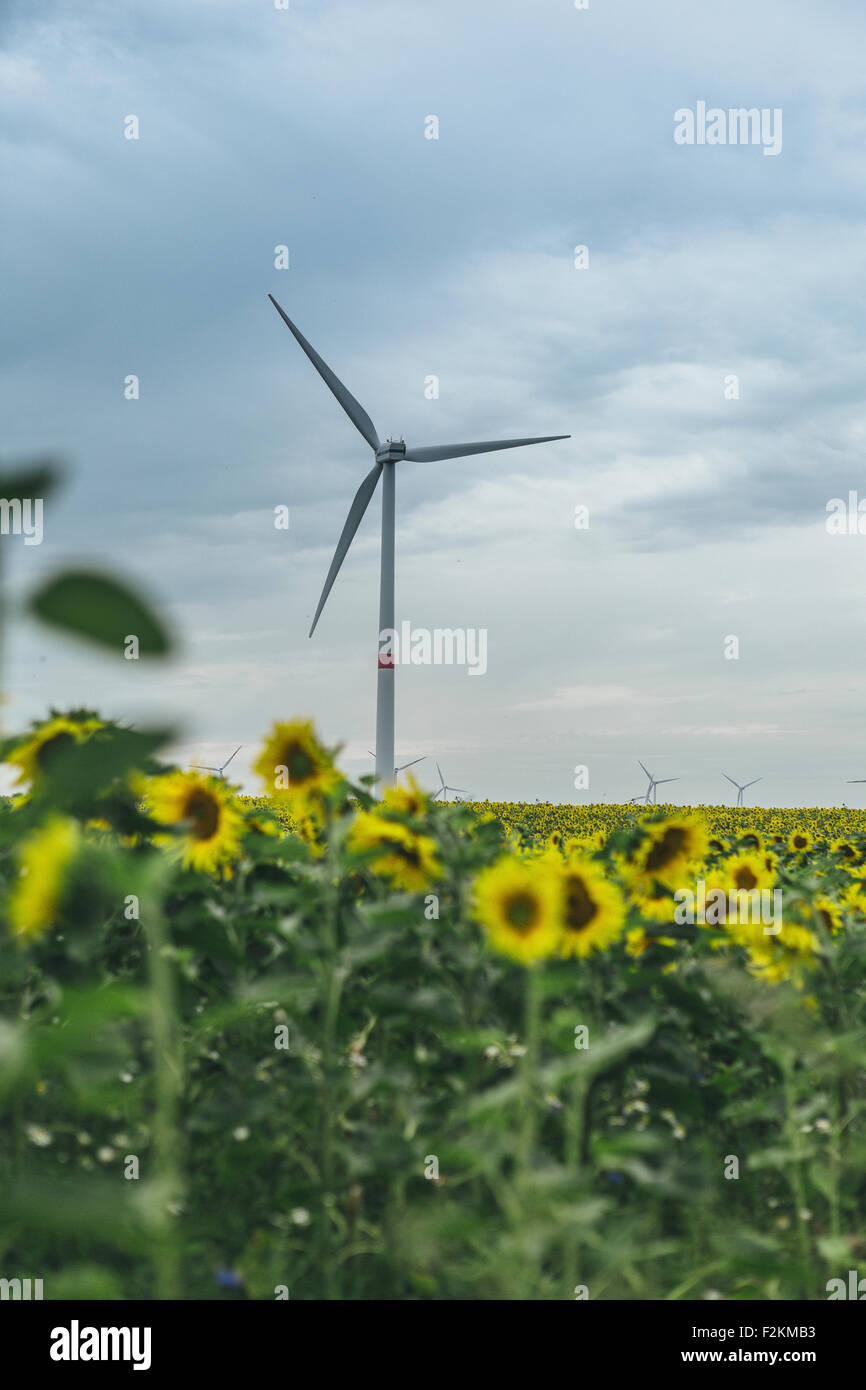 Champ de tournesol et wind farm Banque D'Images