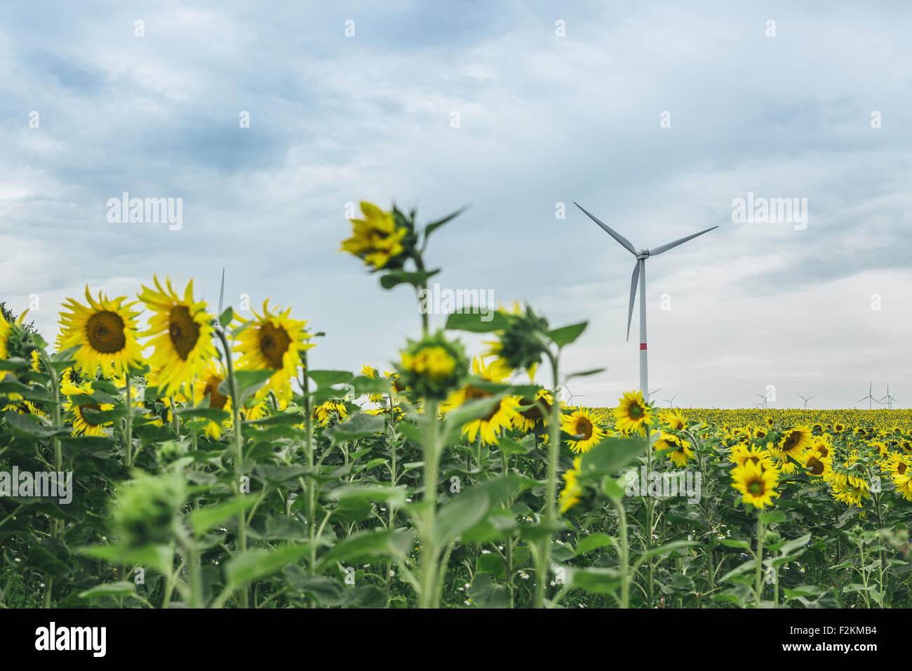 Champ de tournesol et wind farm Banque D'Images